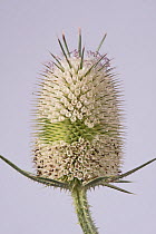 White willd teasel (Dipsacus fullonum) flower head.  July