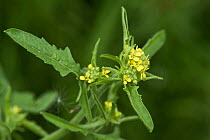 Hedge mustard (Sisymbrium officinale) in flower, Berkshire, UK. June.