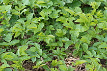 Ground elder (Aegopodium podagraria) leaves growing in a cultivated flower bed, Berkshire, UK. May.