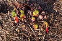 Rhubarb (Rheum sp.), stems shooting in late winter, Berkshire, UK. February.