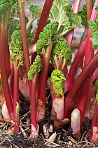 Rhubarb (Rheum sp.), covered crown with forced young stems and leaves shooting in early spring, Berkshire, UK. March.