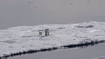 A Polar bear (Ursus maritimus) mother swimming and climbing up onto the ice floe. The animal then walks across the ice and shakes her fur to remove any excess water. She then greets her cub and begins...