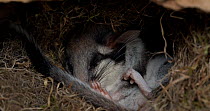 Garden dormouse (Eliomys quercinus) hibernating. The animal is curled up asleep in its nest. Seville, Spain. Controlled Conditions.