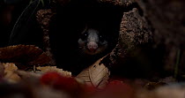 Garden dormouse (Eliomys quercinus) looking out at the edge of a hollow log. Then the animal disappears into its burrow. Seville, Spain. Controlled Conditions.