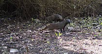 Iberian mongoose / Egyptian mongoose (Herpestes ichneumon) scavenging for food. The animal picks up the rabbit carcass and runs off with it in its mouth, leaving the frame. Two other animals can be se...