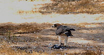 Booted eagle (Hieraaetus pennatus) feeding on a Rock dove (Columba livia) that it had caught while it was drinking from a pool. Wasps can be seen flying around the kill. Seville, Spain.
