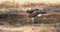 Booted eagle (Hieraaetus pennatus) bathing in a shallow pond. Seville, Spain.