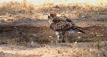 Booted eagle (Hieraaetus pennatus) standing in a shallow pond, looking around and calling.The animal then walks into the deeper water and bathes. Seville, Spain.