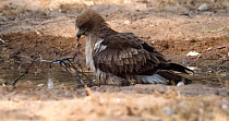 Booted eagle (Hieraaetus pennatus) standing in a shallow pond. The animal repeatedly picks up a branch and walks around with it in its beak, in an attempt to remove it from the water. Seville, Spain.