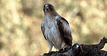 Booted eagle (Hieraaetus pennatus) perched and looking around, Seville, Spain.