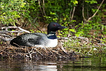 Common loon (Gavia immer) on nest at lake's edge, New Hampshire, USA. July.