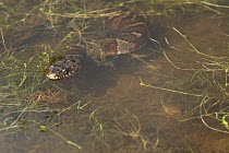 Northern water snake (Natrix sipedon) hunting at pond's edge, Wallingford, Connecticut, USA. August.
