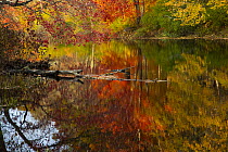 Autumn foliage along the Willimantic River; Ellington, Connecticut, USA. October, 2020.