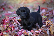 Black Labrador retriever puppy, aged 8 weeks, standing in frost-covered autumn leaves, portrait, Haddam, Connecticut, USA. October.