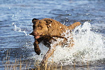 Chesapeake bay retriever running through saltmarsh with stick in mouth, Guilford, Connecticut, USA. November.