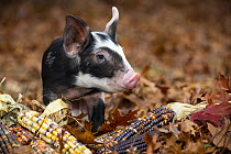 Piglet among dried autumnal leaves and corn cobs, portrait, Smithfield, Rhode Island, USA. November.