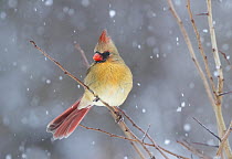 Northern cardinal (Cardinalis cardinalis) female, perched on branch in snow, Milford, Connecticut, USA. February.