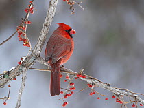 Northern cardinal (Cardinalis cardinalis) male, perched on branch feeding on berries in winter, Milford, Connecticut, USA. February.