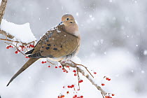 Mourning dove (Zenaida macroura) perched on branch in snow storm; Milford, Connecticut, USA. February.