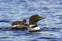 Common loon (Gavia immer) carrying chick on its back on lake, New Hampshire, USA. June.