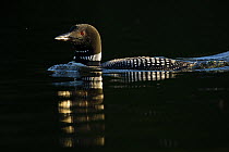 Common loon (Gavia immer) on lake in early morning, New Hampshire, USA. June.