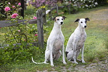 Two Whippets, siblings, sitting side by side in summer garden, portrait, Haddam, Connecticut, USA. June.