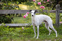 Whippet standing next to wooden fence and pink Roses, portrait, Haddam, Connecticut, USA. June.