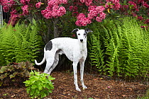 Whippet standing next to summer vegetation and pink flowers, portrait, Haddam, Connecticut, USA. June.