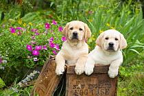 Two yellow Labrador retriever puppies, males, side by side in wooden box in garden next to summer flowers, Haddam, Connecticut, USA. July.