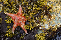Leather sea star (Dermasterias imbricata) on Rockweed at low tide, Lone Ranch Beach, Brookings, Oregon, USA. July.