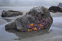 Ochre sea stars (Pisaster ochraceus) on rock at low tide, Lone Ranch Beach, Oregon, USA. July.