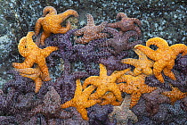Ochre sea stars (Pisaster ochraceus) clinging to barnacle-encrusted rock at low tide, Lone Ranch Beach, Brookings, Oregon, USA. July.