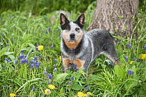Australian cattle dog (Blue heeler variety) standing among spring flowers, portrait, Waterford, Connecticut, USA. April.