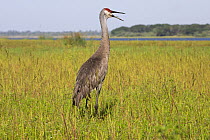 Florida sandhill crane (Grus canadensis pratensis) calling on wet prairie, Sarasota, Florida, USA. April.