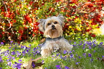 Yorkshire terrier standing among spring flowers, portrait, Haddam, Connecticut, USA. April.