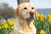 Yellow Labrador retriever sitting next to spring Daffodils, head portrait, Waterford, Connecticut, USA. April.