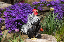 Serama rooster crowing in spring garden, Ashford, Connecticut, USA. May.
