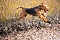 Airedale terrier, female, running through coastal grass in autumn, Madison, Connecticut, USA. October.