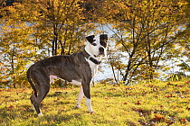 American pit bull, male, standing on grass in autumn, portrait, Haddam, Connecticut, USA. October.