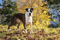 American pit bull, male, standing on grass and autumn leaves, portrait, Haddam, Connecticut, USA. October.