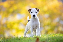 Jack Russell terrier puppy standing on grass in autumn, portrait, Haddam, Connecticut, USA. October.