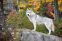 Siberian husky standing on rock in autumnal woodland, New Hampshire, USA. October.