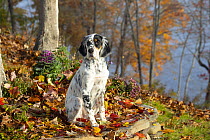 English setter puppy, aged 6 months, sitting among autumn leaves, Haddam, Connecticut, USA. November.