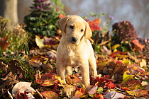Yellow Labrador retriever puppy standing on autumn leaves, Haddam, Connecticut, USA. November.