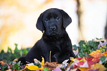 Black Labrador retriever puppy sitting in autumn leaves, Haddam, Connecticut, USA. November.