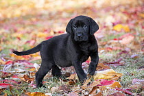 Black Labrador retriever puppy standing in autumn leaves, Haddam, Connecticut, USA. November.