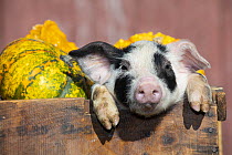 Piglet in wooden crate of vegetables on farm, Smithfield, Rhode Island, USA. November.