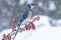 Blue jay (Cyanocitta cristata) perched on branch in snow, Milford, Connecticut, USA. January.