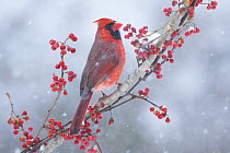 Northern cardinal (Cardinalis cardinalis) male, perched on branch during snow storm, Milford, Connecticut, USA. January.