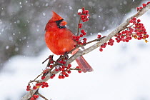 Northern cardinal (Cardinalis cardinalis) male, perched on branch during snow storm, Milford, Connecticut, USA. January.